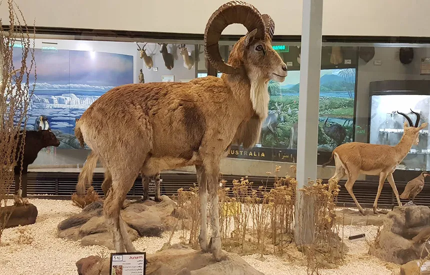 موزه حیات وحش در پارک پردیسان تهران