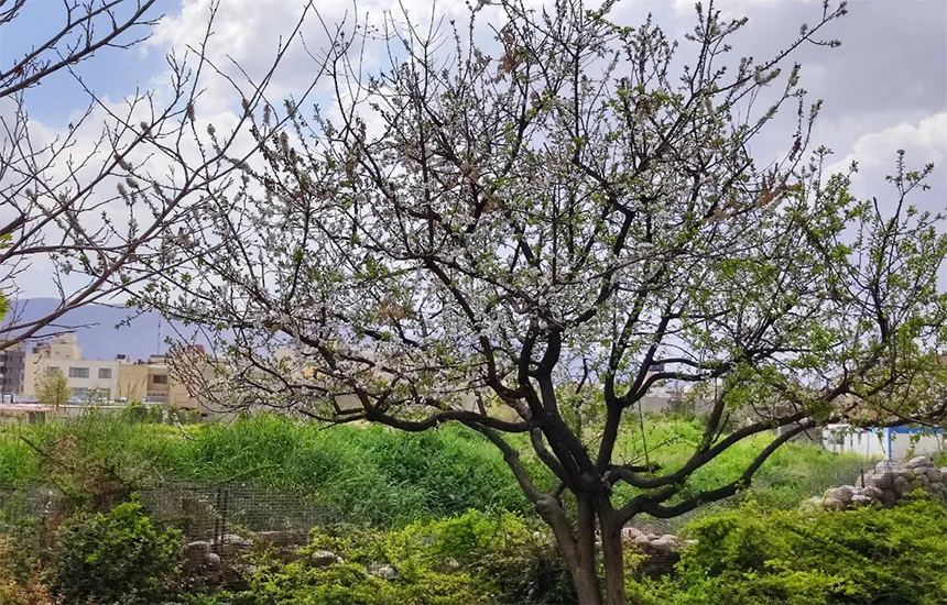 درخت شکوفهدار