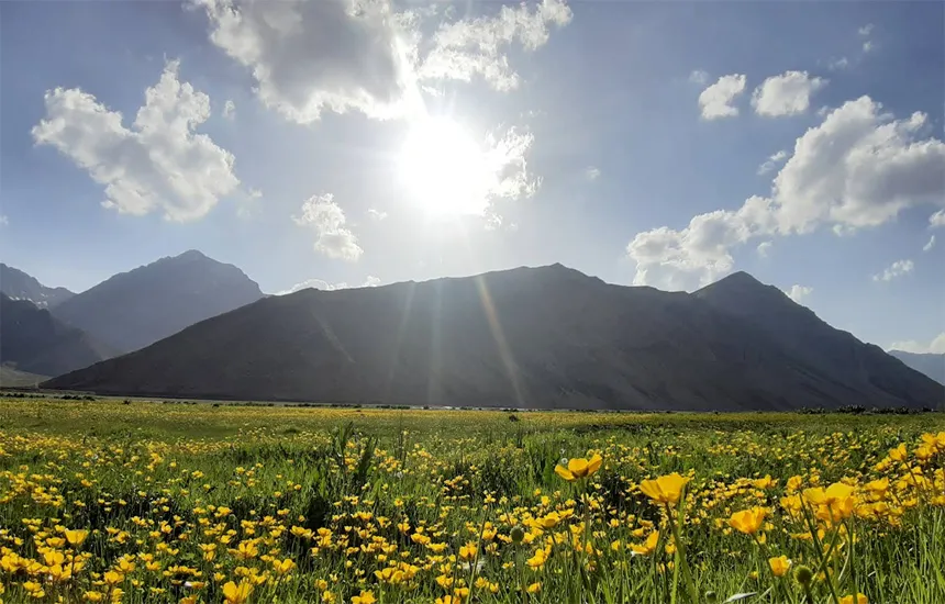دشت لاله زرد در ایران