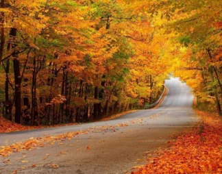 جنگل النگدره گرگان؛ بوم رنگ‌رنگِ گلستان