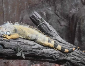 باغ خزندگان اصفهان